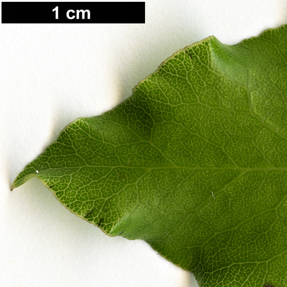 High resolution image: Family: Pittosporaceae - Genus: Pittosporum - Taxon: tenuifolium